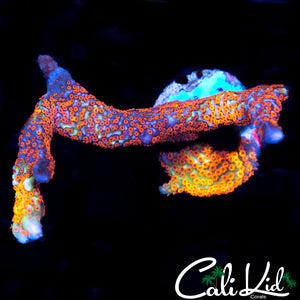 BUBBLE GUM DIGI