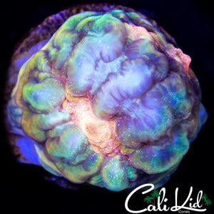 THE BLOB CHALICE FRAG