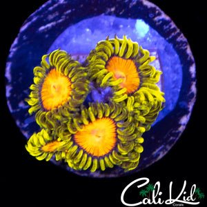 BLAZIN CAJUN MINI COLONY