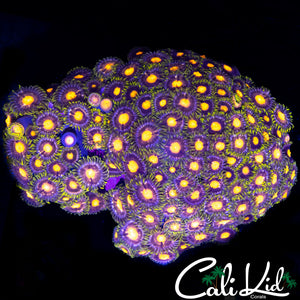 ASSORTED ZOA COLONY