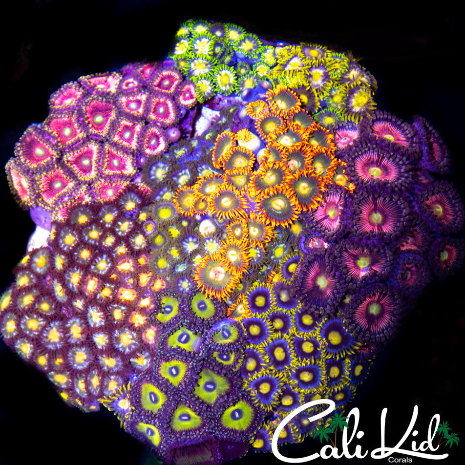 ASSORTED ZOA BOUQUET COLONY