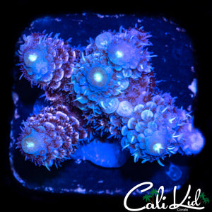 BI COLOR MILLI FRAG