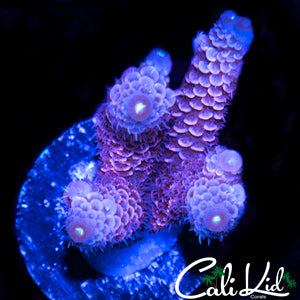 HYPER PINK ACRO