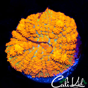 FOREST FIRE BOUNCE MUSHROOM