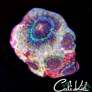 RARE RAINBOW BOWER FRAG