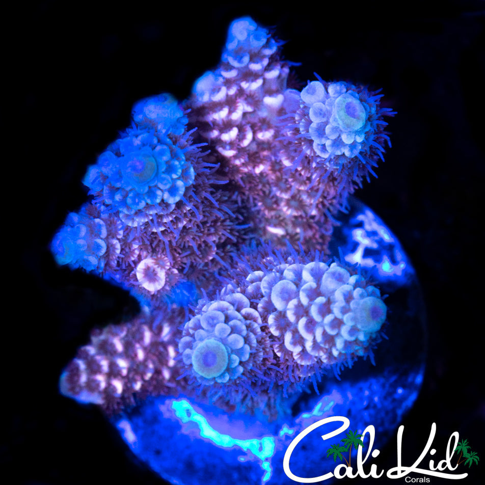 BI COLO ACRO CHUNK
