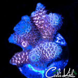 BI COLO ACRO CHUNK