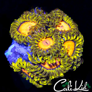 BLAZIN CAJUN MINI COLONY