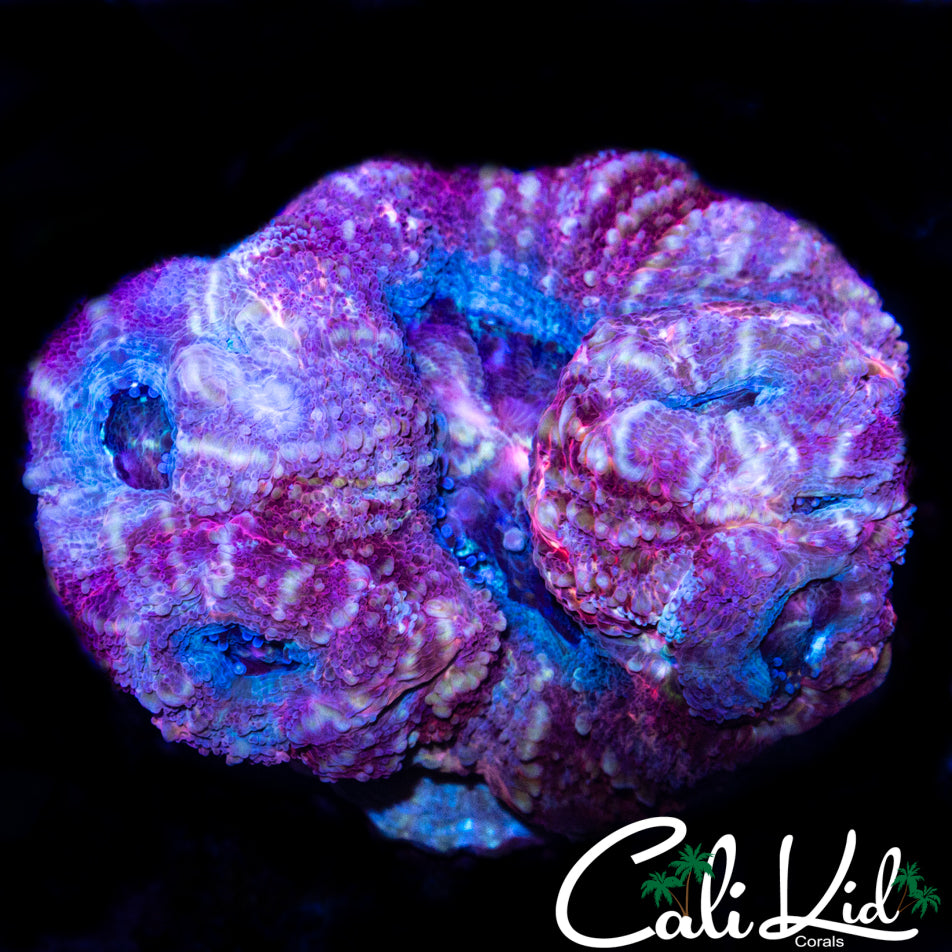 RASPBERRY SWIRL BOWER MINI COLONY