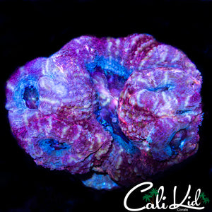 RASPBERRY SWIRL BOWER MINI COLONY