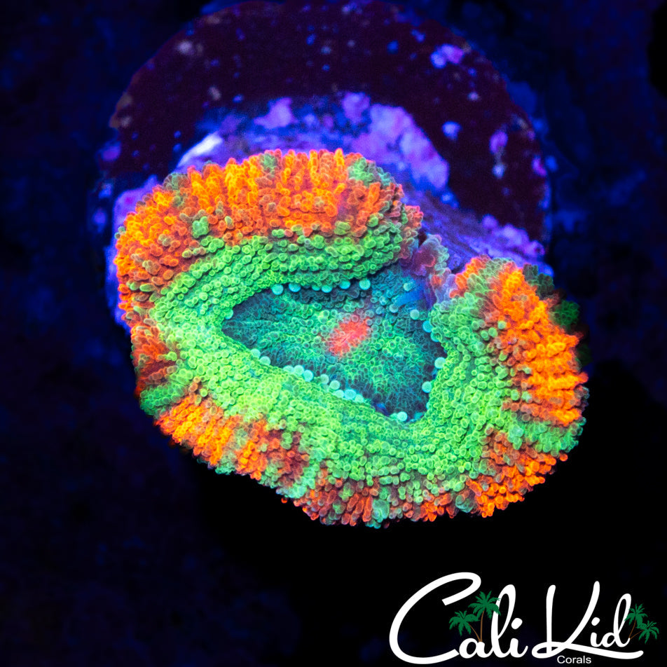 RARE ASIAN ACAN