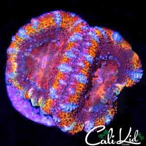 TIGER STRIPE ACAN DOUBLE