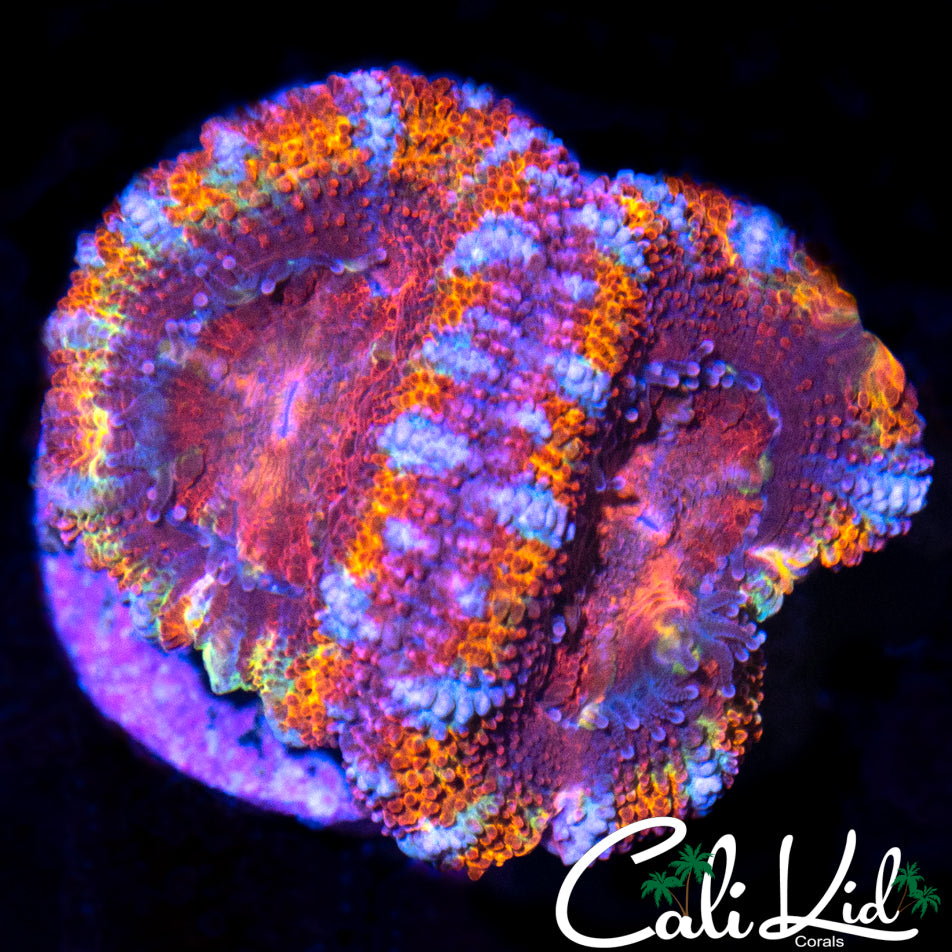 TIGER STRIPE ACAN DOUBLE