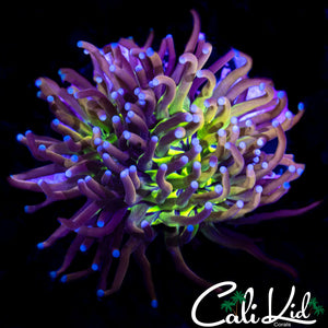 CK TIGER KNICKS TORCH
