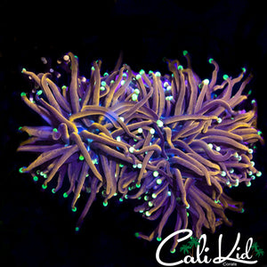 INDO GOLD VARIANT TORCH
