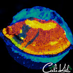 SC DYNAMITE CHALICE CHUNK