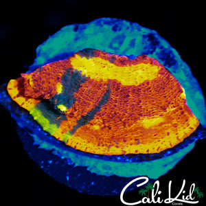 SC DYNAMITE CHALICE CHUNK