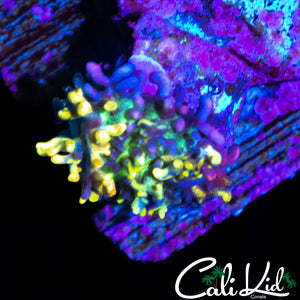 EXTREME MAGIC CARPET TYPE SHROOM