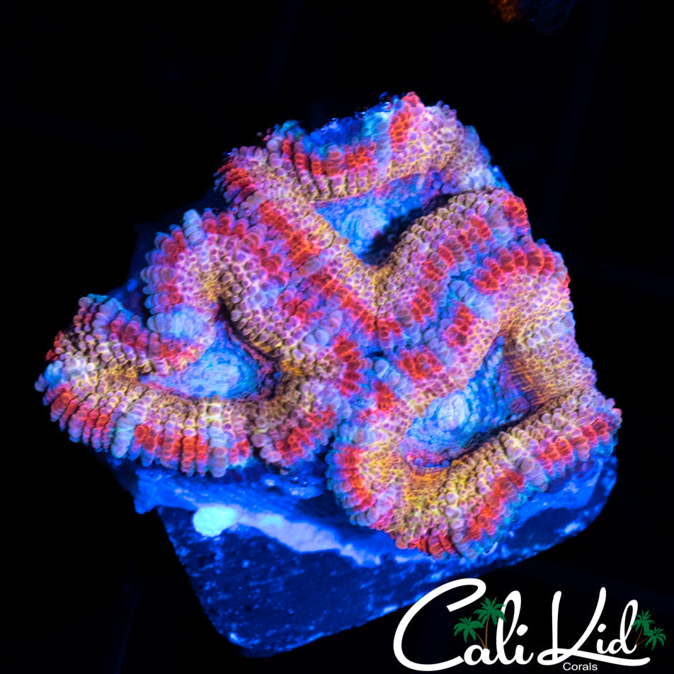 ULTRA RAINBOW ACAN TRIPLE