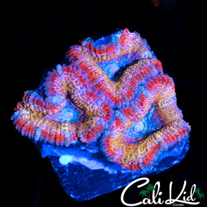 ULTRA RAINBOW ACAN TRIPLE