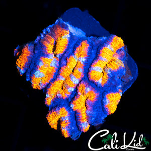 RAINBOW ACAN MINI COLONY