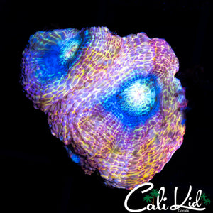 PASTEL RAINBOW BOWER DOUBLE