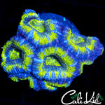 ULTRA ACAN MINI COLONY