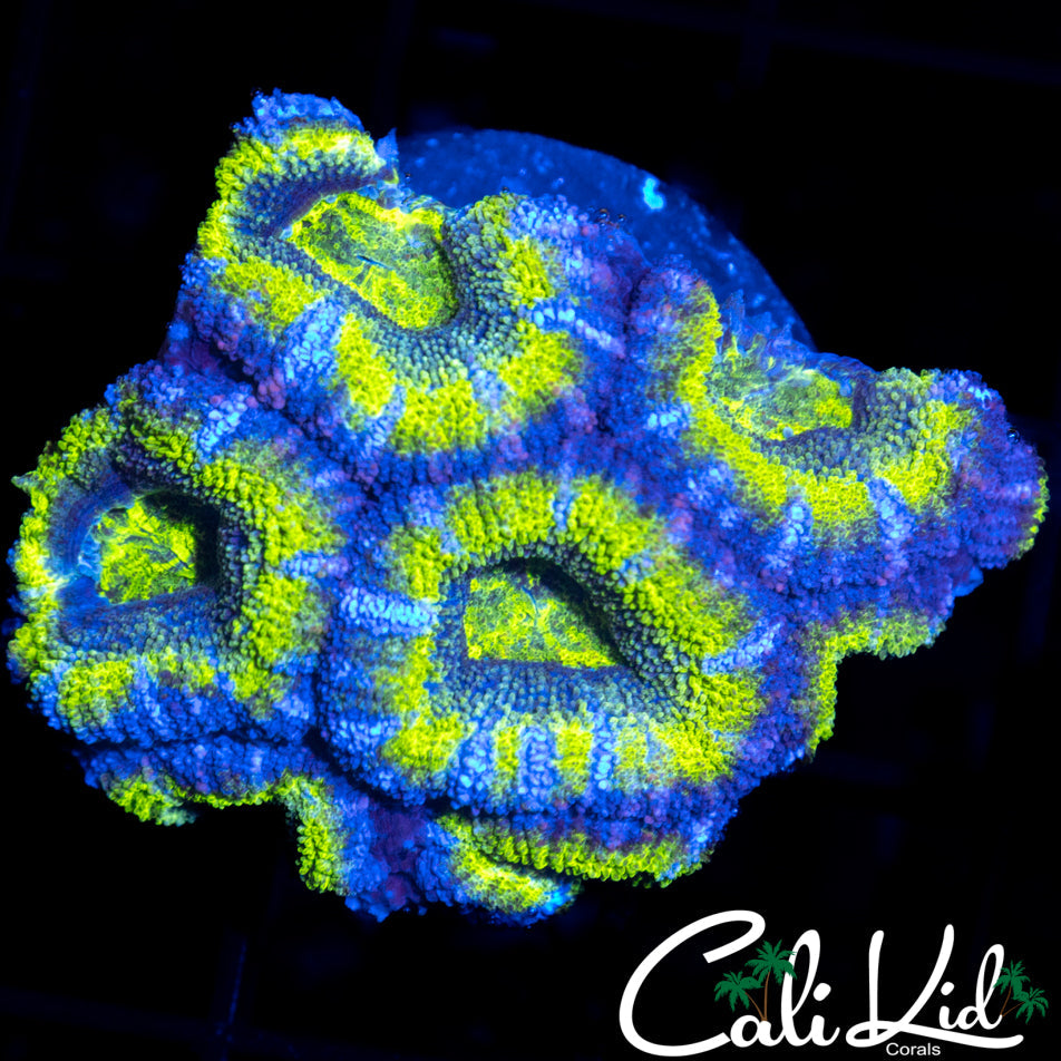 ULTRA ACAN MINI COLONY