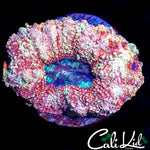 CHUNKY RAZZLEBERRY BOWER