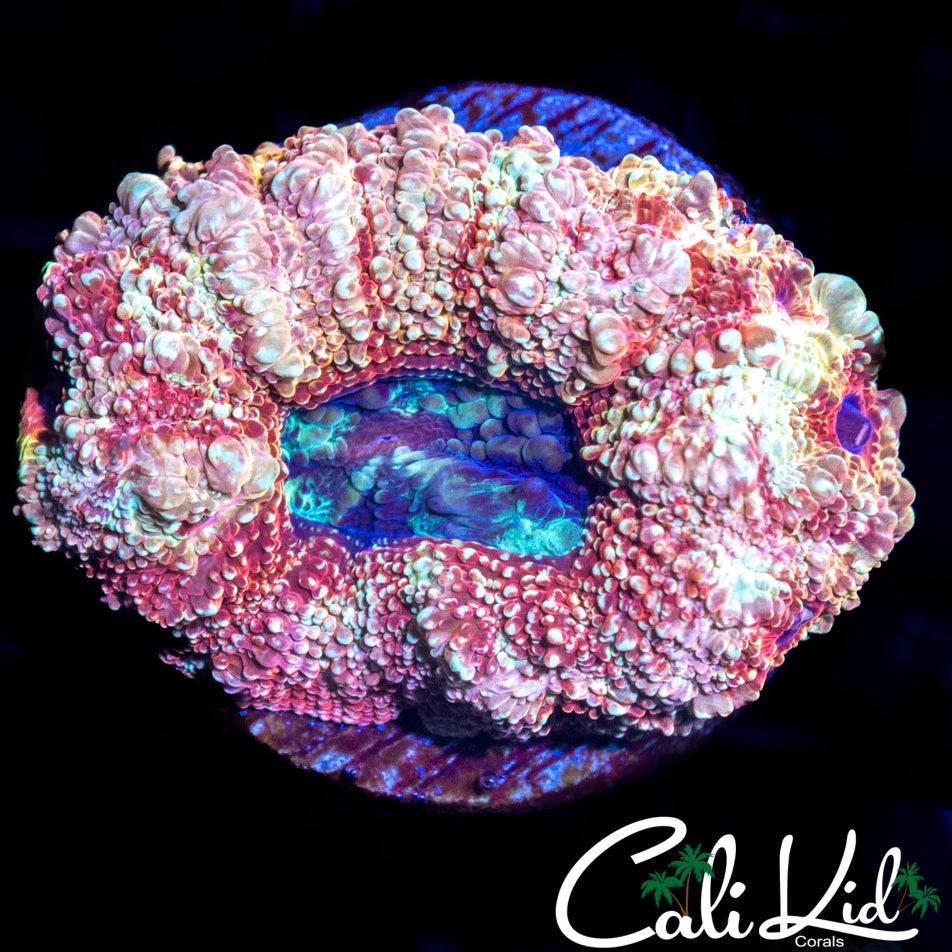 CHUNKY RAZZLEBERRY BOWER