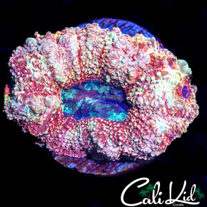 CHUNKY RAZZLEBERRY BOWER