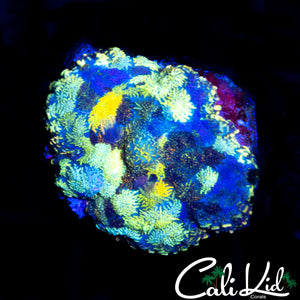 BEAUTIFUL STAINED GLASS MUSHROOM