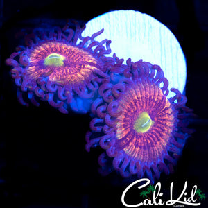 ULTRA PALY DOUBLE