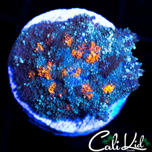 MYSTERY BOUNCE SHROOM