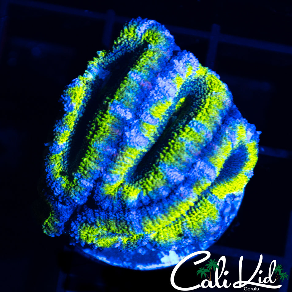 ULTRA ACAN QUAD
