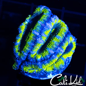 ULTRA ACAN QUAD