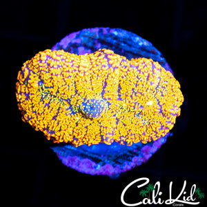 RAINBOW RHODACTIS