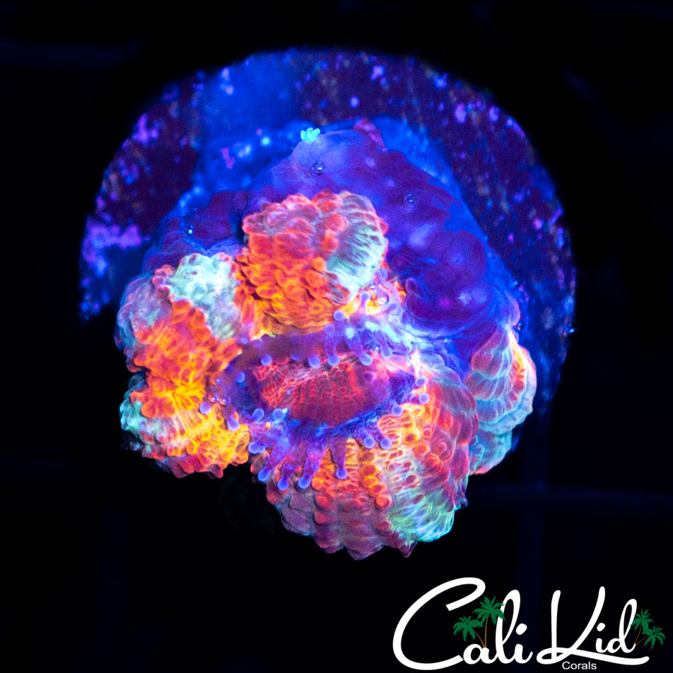 CK PENNYWISE ACAN
