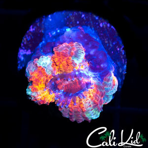 CK PENNYWISE ACAN