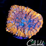 RAINBOW RIM RHODACTIS