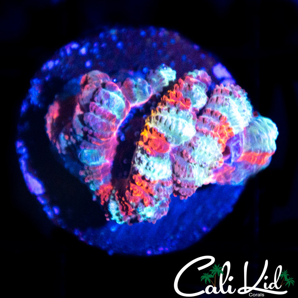 WHITE STRIPE ACAN TRIPLE