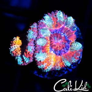 CK PENNYWISE ACAN DOUBLE