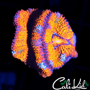 RAINBOW ACAN DOUBLE