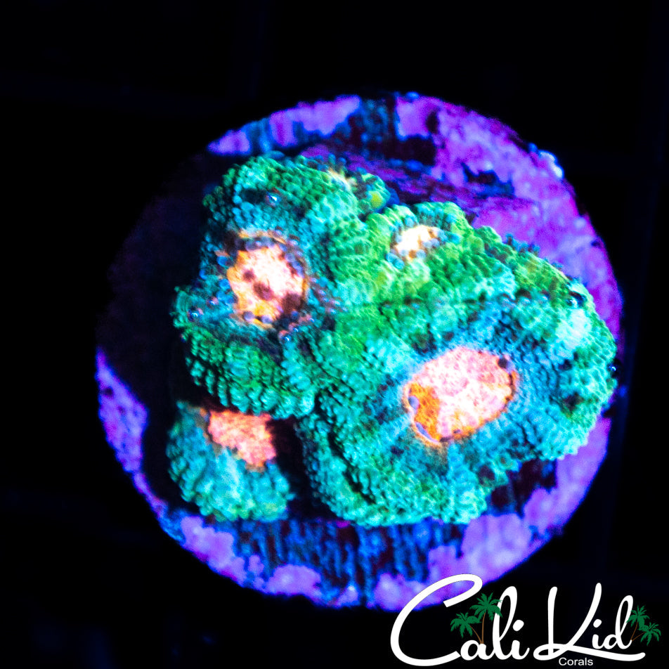 PINK EYE MICROMUSSA