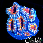 RAINBOW ACAN MINI COLONY