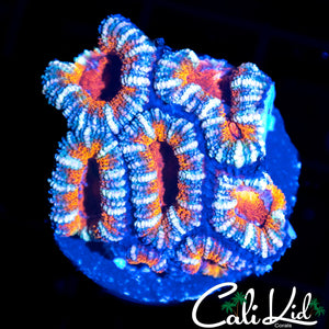 RAINBOW ACAN MINI COLONY