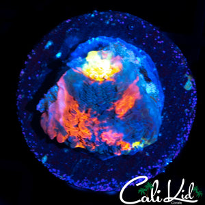 RAINBOW CHALICE FRAG