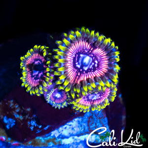 WWC BLACK ORCHID QUAD