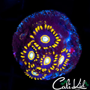 PURPLE HORNET MINI COLONY
