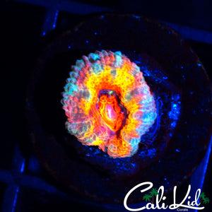 ULTIMATE RAINBOW ACAN
